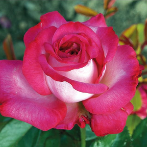 Vrtnica čajevka - Roza - Monica Bellucci® - 